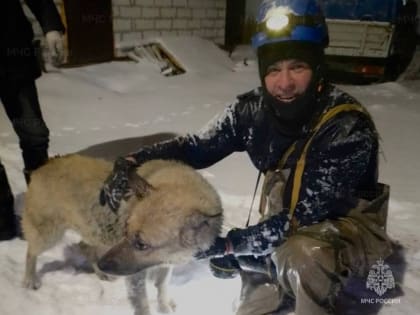 В Твери спасатели помогли собаке, упавшей в канализационный колодец
