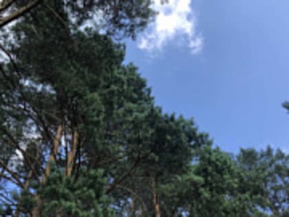 С начала пожароопасного сезона в Тверской области ликвидировали 12 лесных пожаров