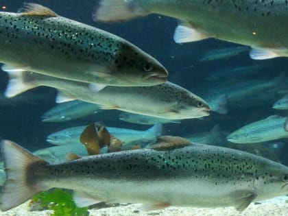 Специалисты лаборатории диагностируют вирусные болезни рыб