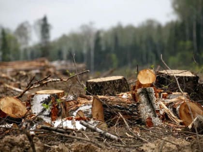 У землевладельца в Тверской области могут изъять  участок