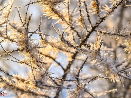 Мороз будет! Во вторник в Тверской области температура опустится до -11 градусов