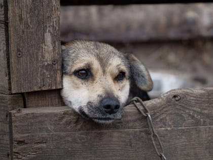 На территории Ярославской области в 2022 году выявлено 4 случая бешенства