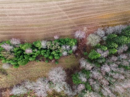 На космоснимках обнаружили участок земли, заросший кустами и деревьями