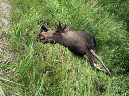На дороге Кимры-Горицы сбили лося