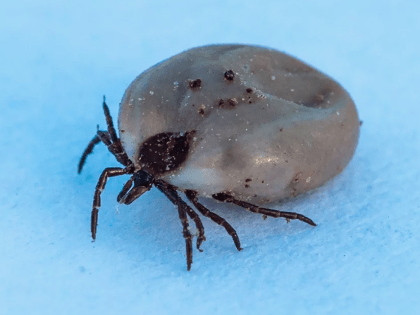 Клещи в Тверской области в этом году могут проснуться раньше, чем обычно