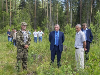 Леса Верхневолжья: богатство или проблема?