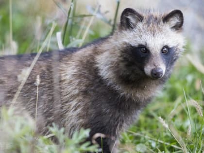В Бежецком районе выявлено бешенство у енотовидной собаки
