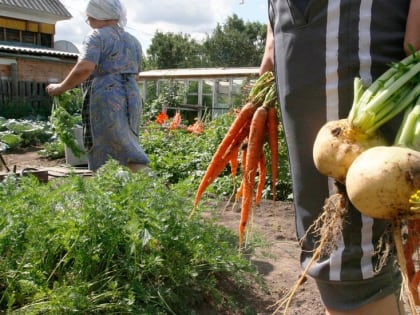 «Росгосстрах»: российские дачники сделали ставку на огороды