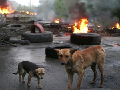 Ветеринар из Твери три дня оперировала больных и раненых животных в Мариуполе