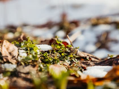 Синоптики сообщили, что настоящей зимы не будет