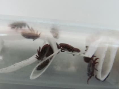 5 жителей Тверской области в этом году заразились энцефалитом от клещей