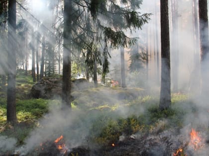 В Тверской области объявили о высокой пожарной опасности с 20 по 23 августа