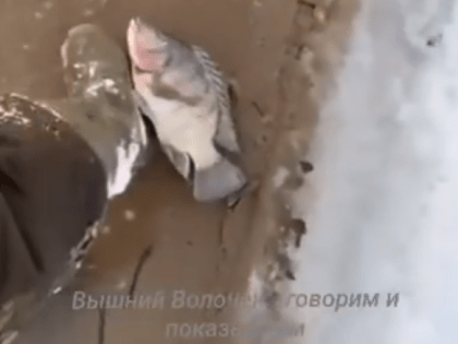 Поступают сообщения о массовой гибели рыбы в водоеме-охладителе КАЭС