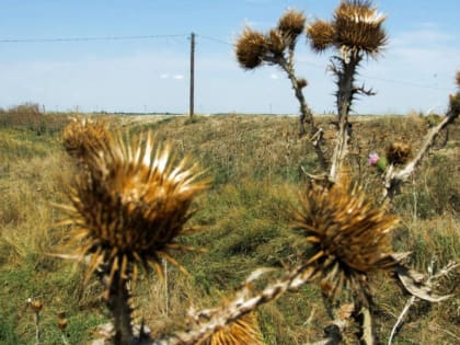 В Кашине обнаружена пашня, которая заросла кустами и деревьями