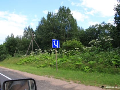 Под Кимрами у озера в районе деревни Покровское все поля заросли борщевиком