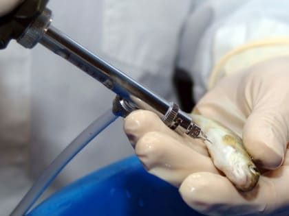 В России создали новую эффективную вакцину для лососёвых рыб