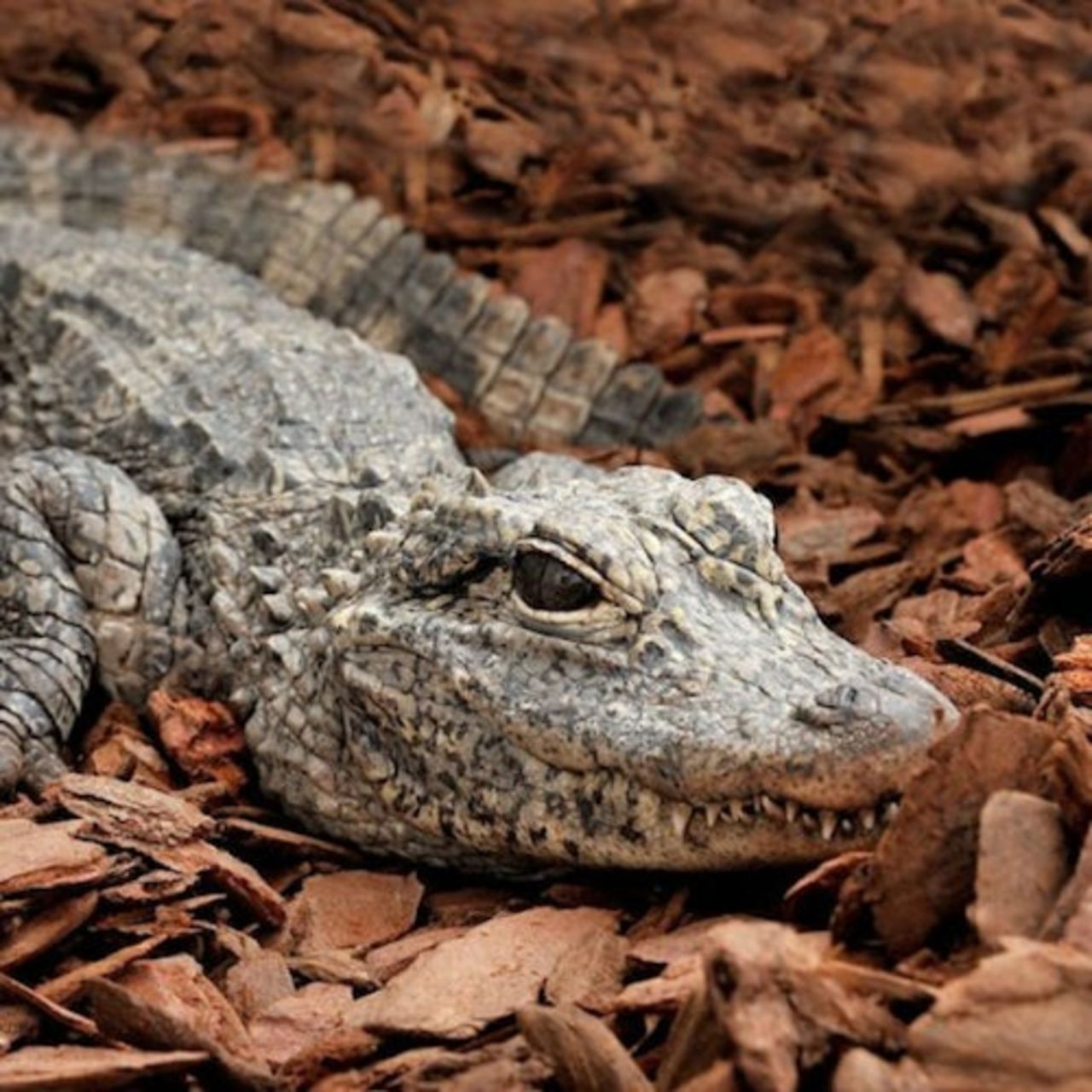 Bioparco - Zoo di Roma: Biglietto aperto — 2