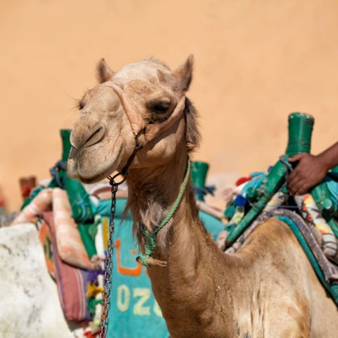 Hurghada: giro in cammello guidato di 1 ora + trasferimento — 6