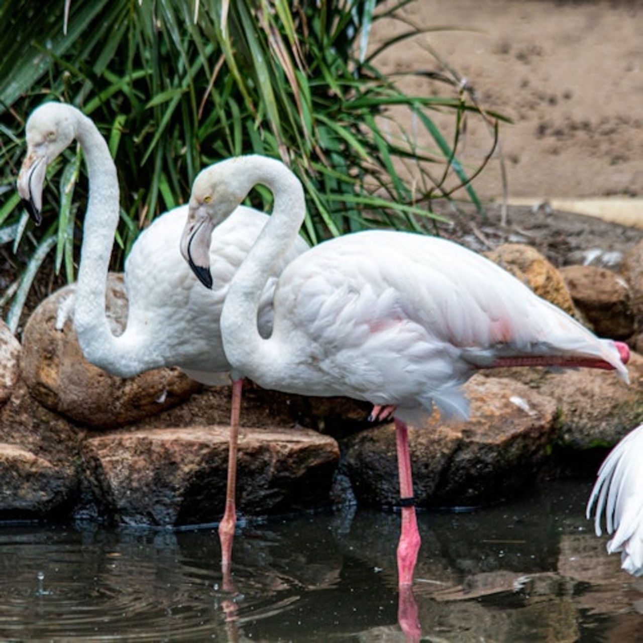 World of Birds Wildlife Sanctuary & Monkey Park: Biglietto d'ingresso — 7