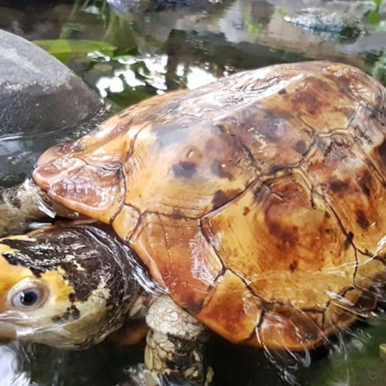 Parco dei rettili di Bali: Biglietto d'ingresso — 4