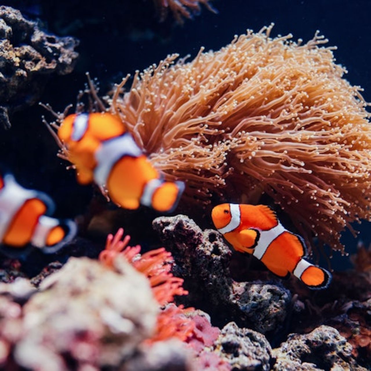 Oceanário di Lisbona: Biglietto d'ingresso — 2