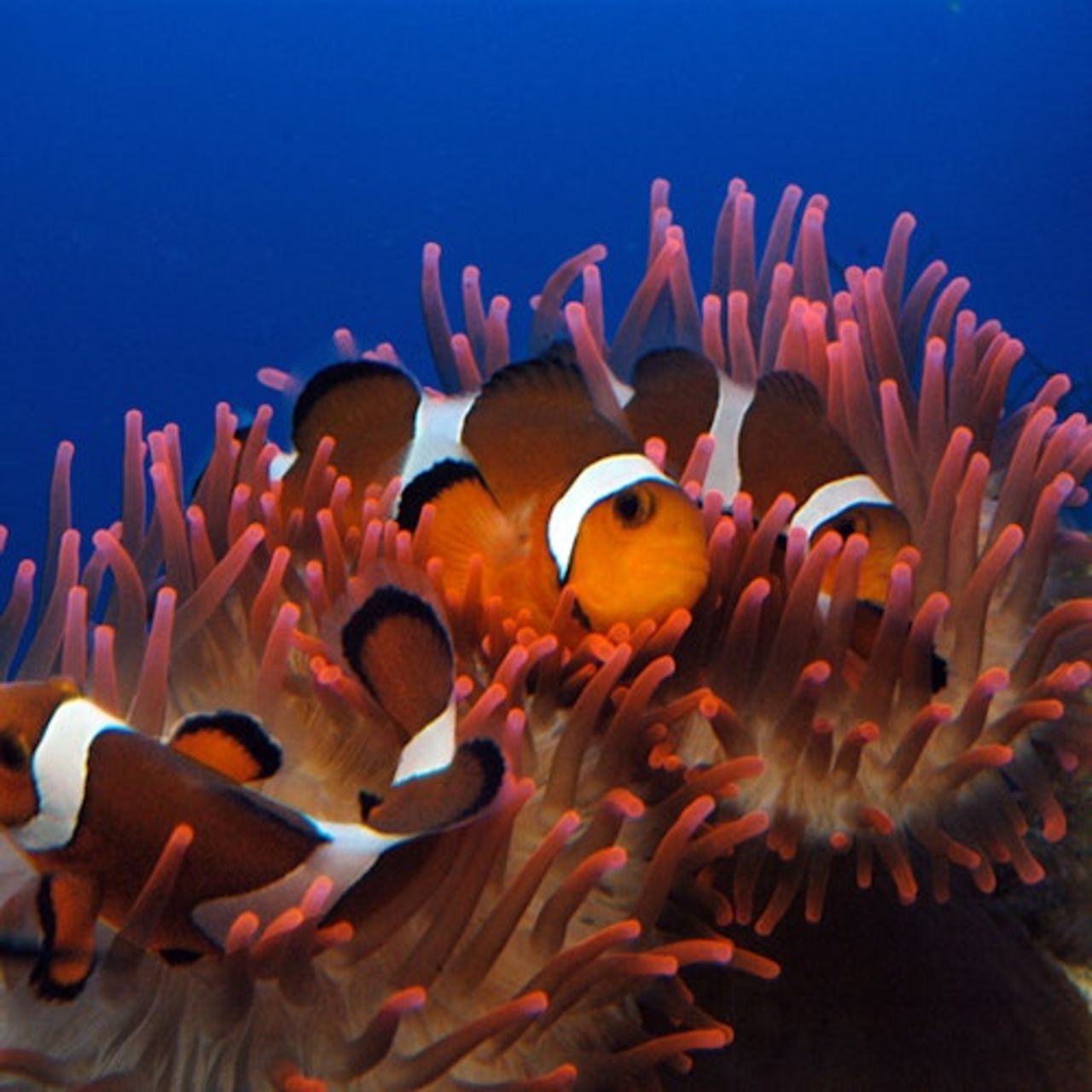 Acquario di Genova: Ingresso riservato — 5