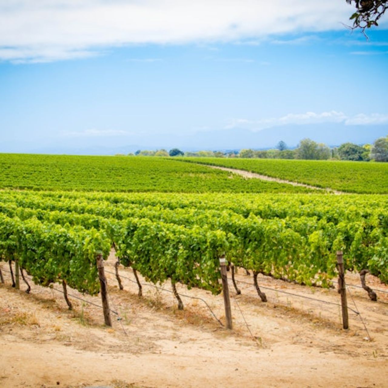 Azienda vinicola Groot Constantia — 3