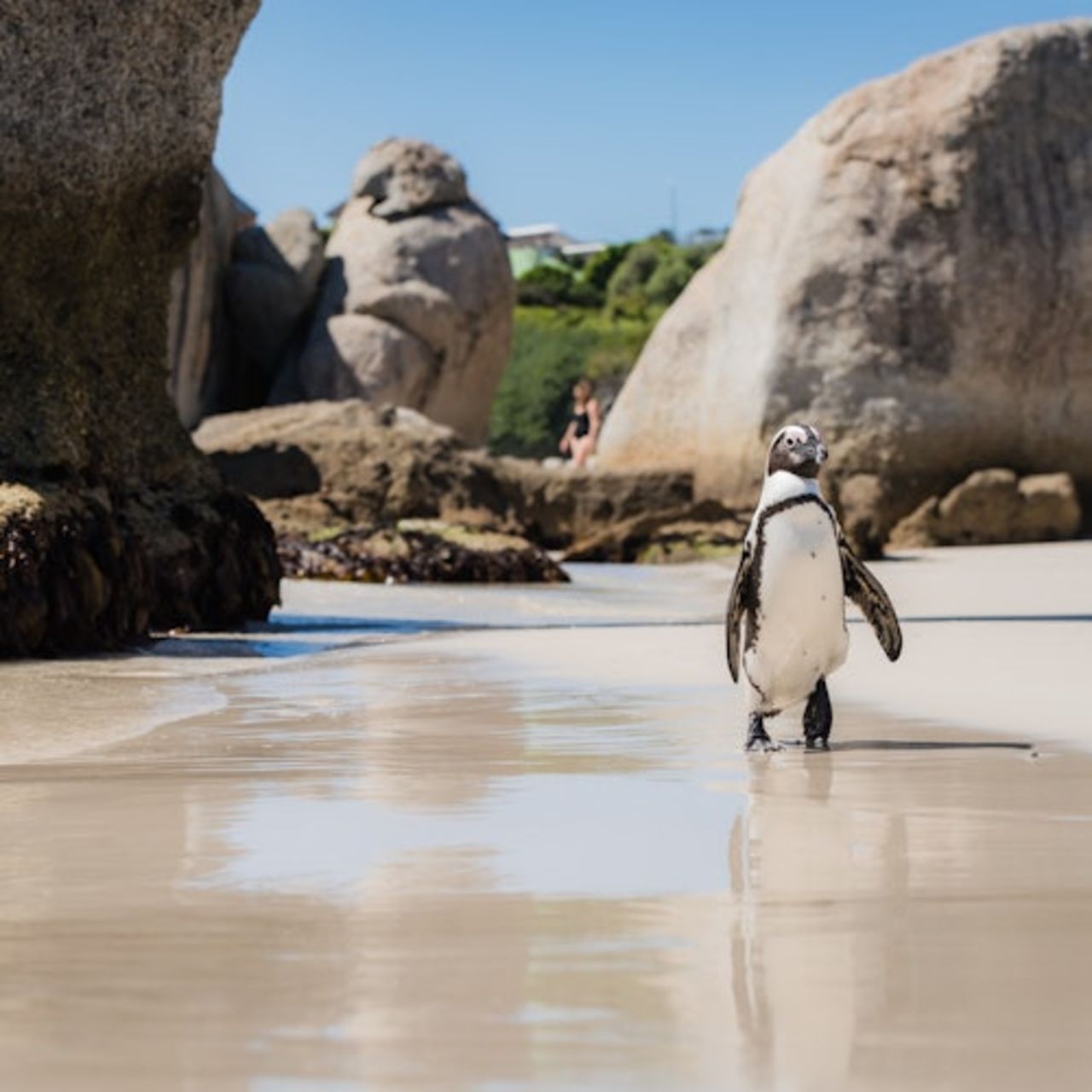 Cape Point e Penguin Explorer Tour — 6