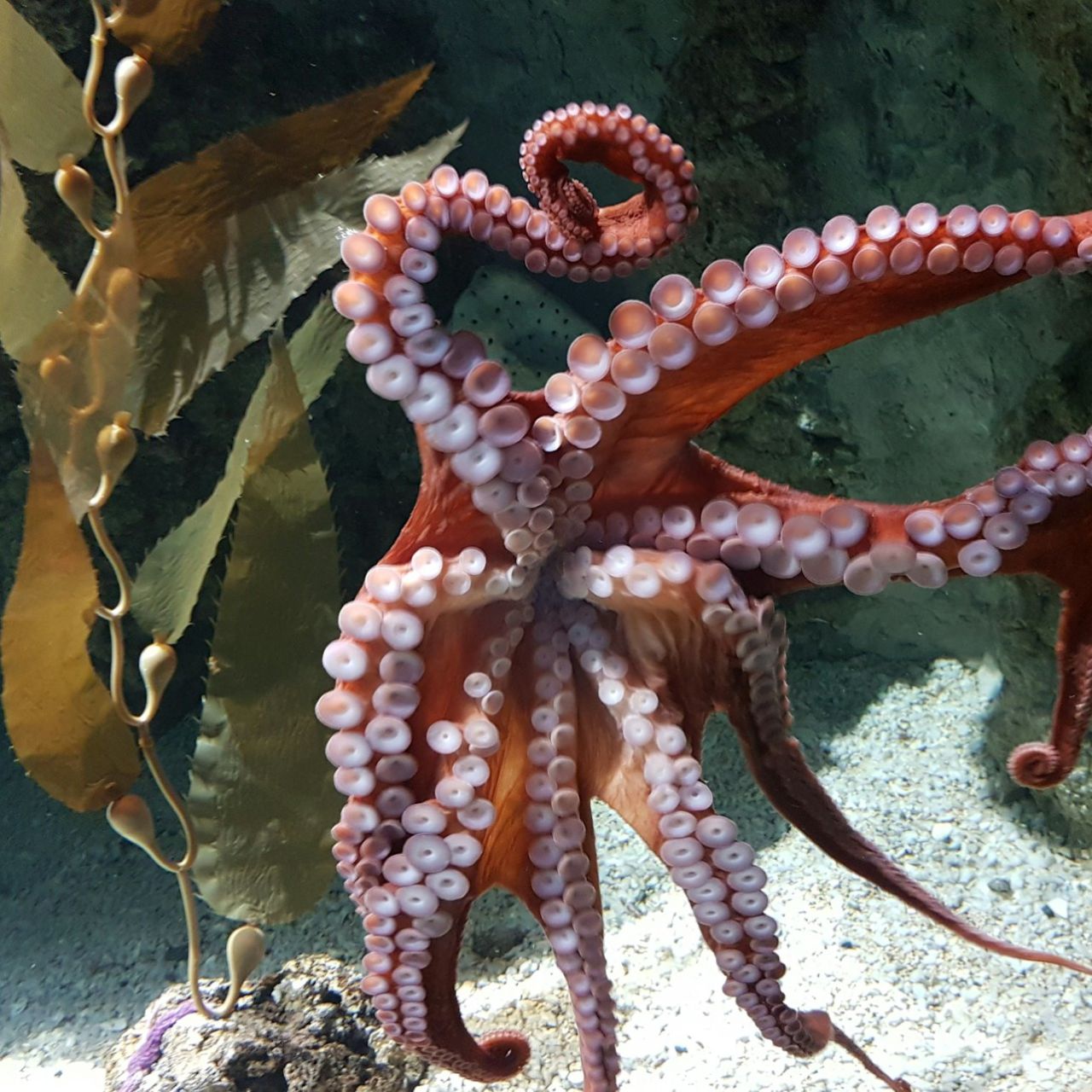 Acquario di Genova: Biglietto con accesso rapido + Museo Impossibile — 4