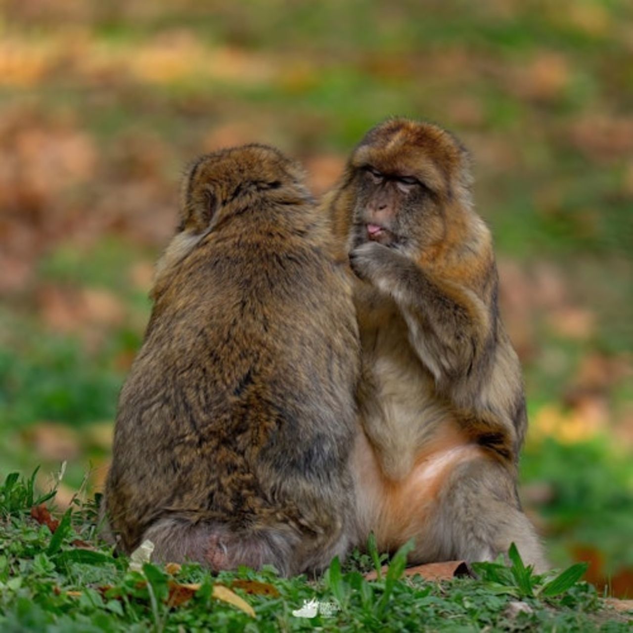 Parco Natura Viva: Biglietto a data aperta — 8