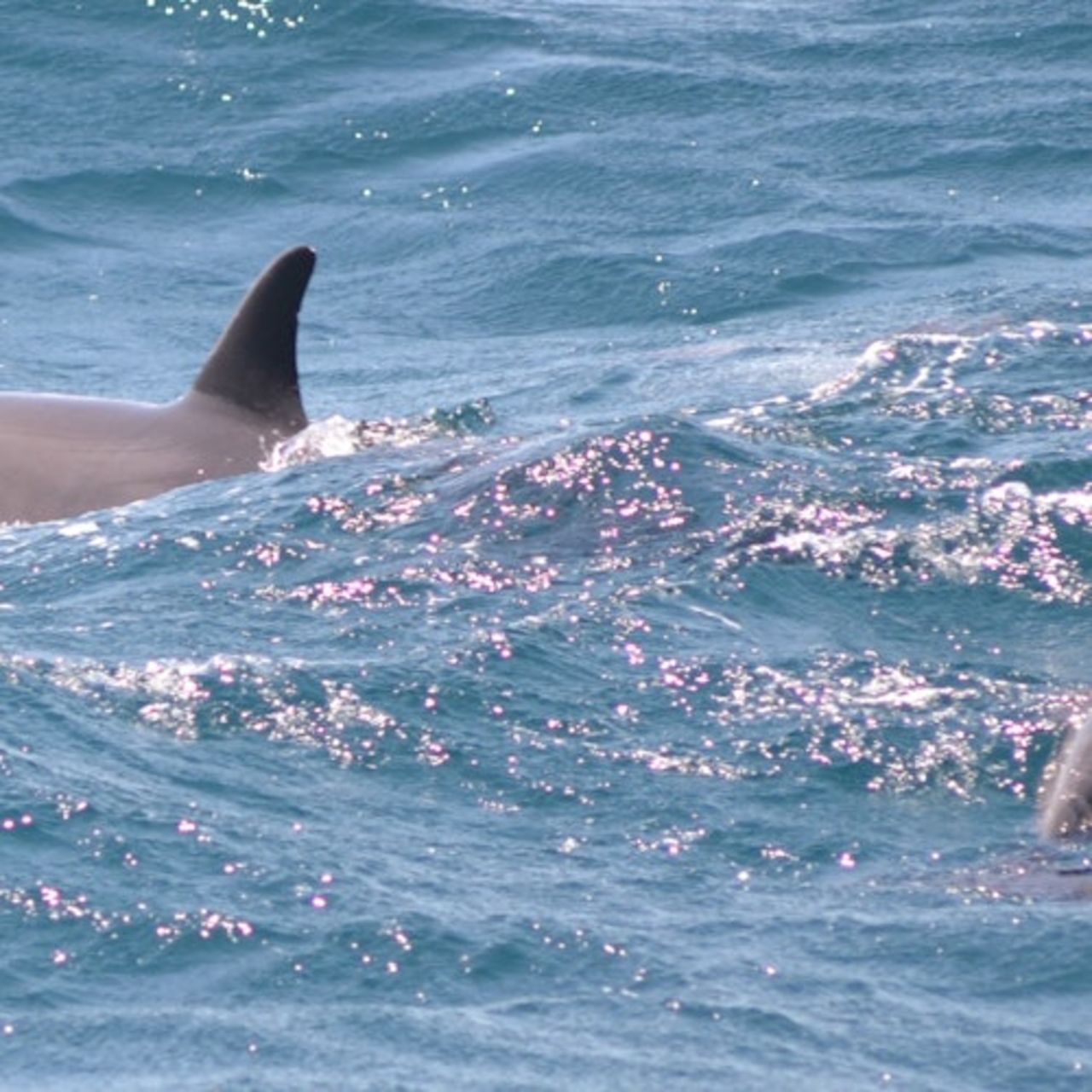 Dolphin House Hurghada: Tour guidato di snorkeling + Trasferimento di andata e ritorno + Pranzo — 4