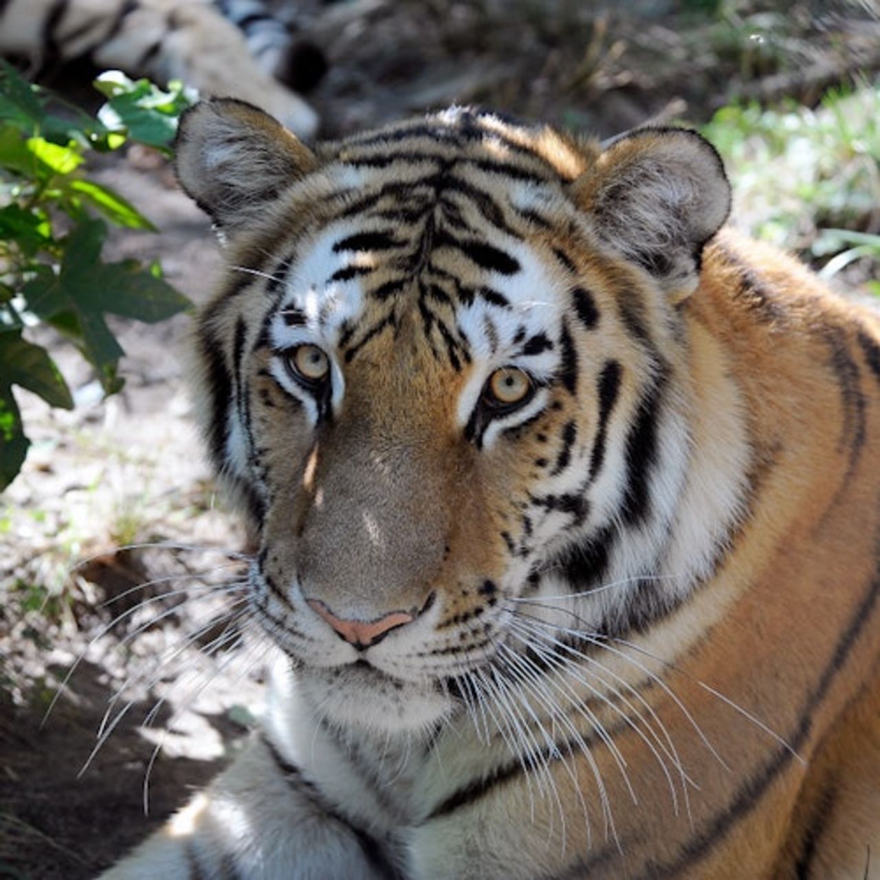 Zoo del Bronx: Biglietto d'ingresso — 7