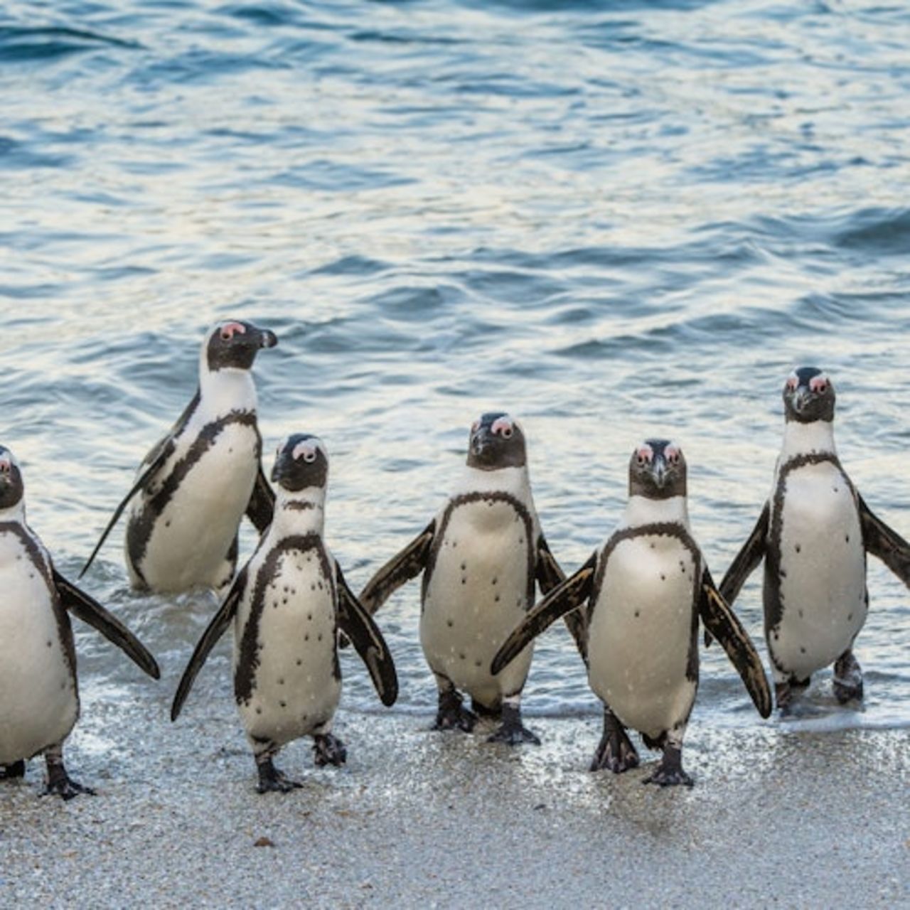 Boulders Beach e Cape Point: tour di mezza giornata — 3