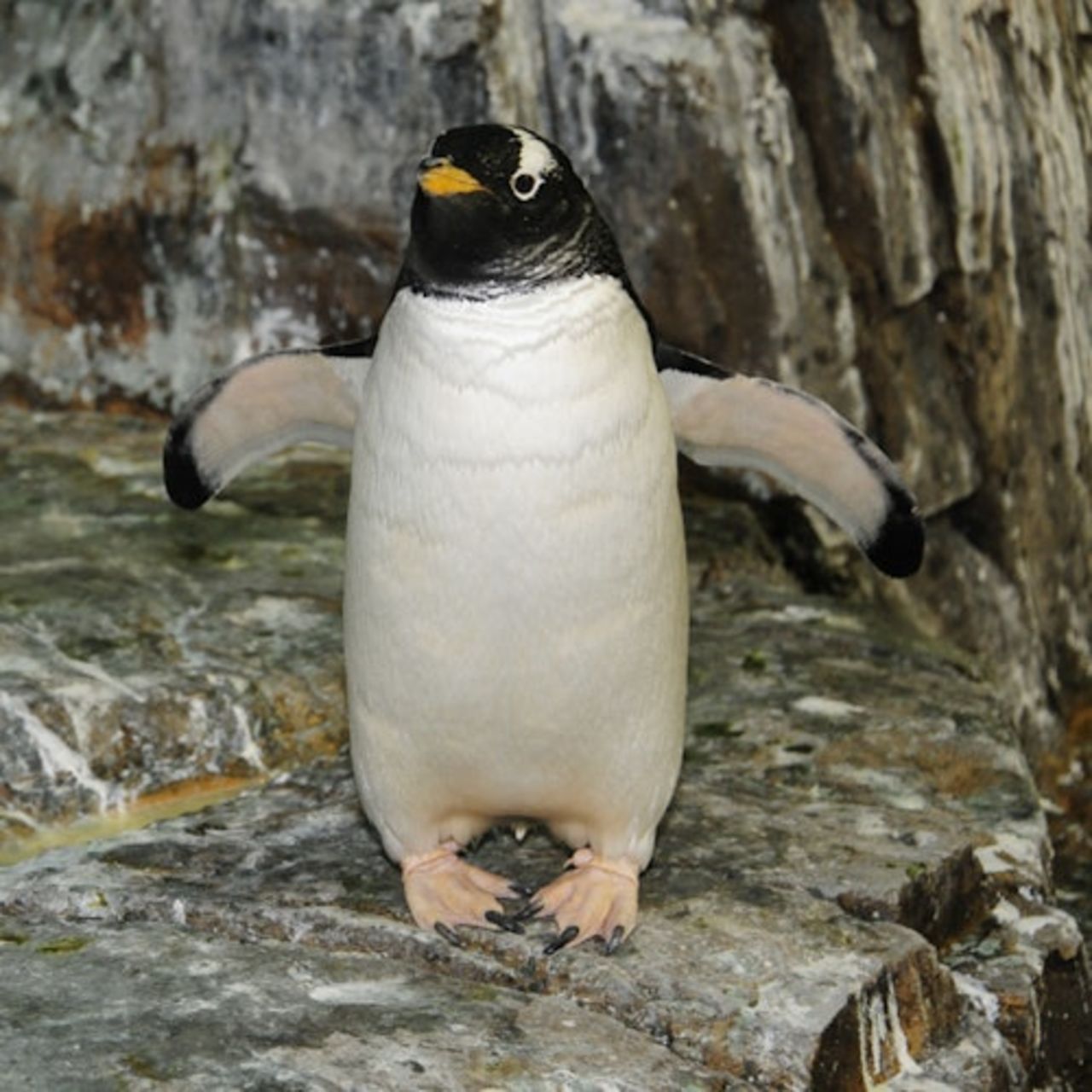 Zoo di Central Park: Biglietto d'ingresso — 8
