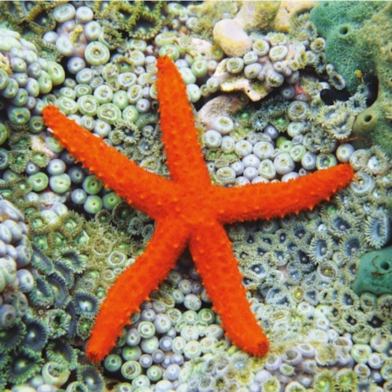 Acquario di Cattolica: Biglietto d'ingresso + Pranzo — 2