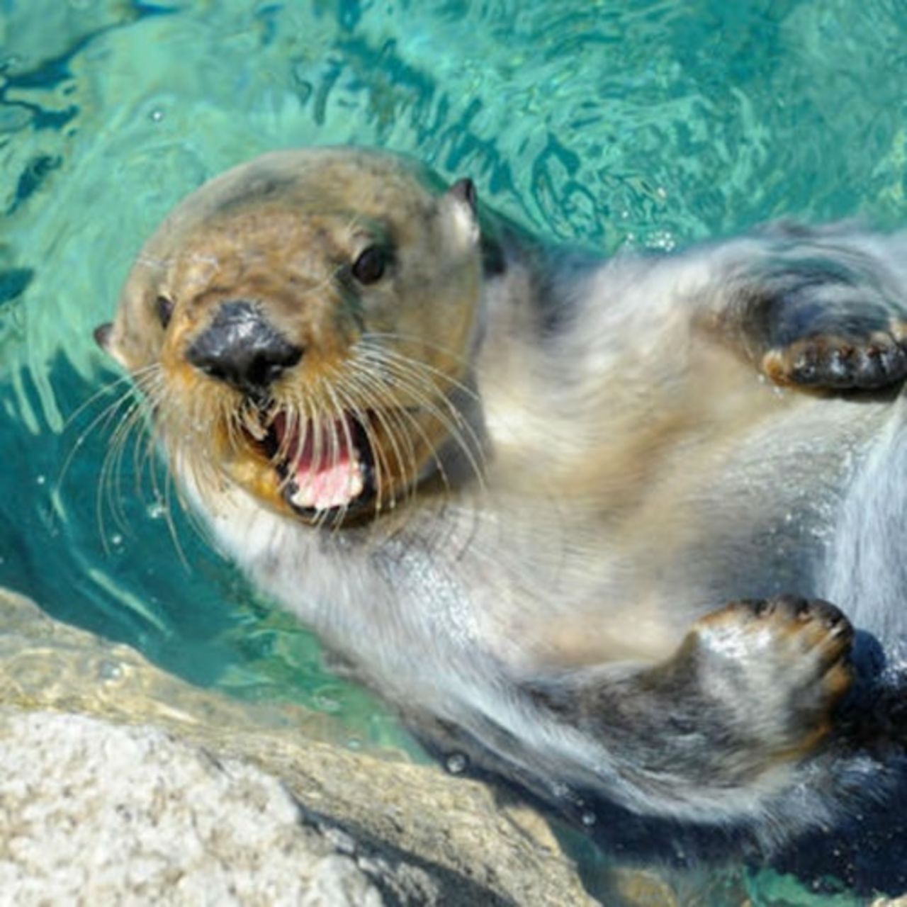 Acquario di New York: Biglietto d'ingresso — 7