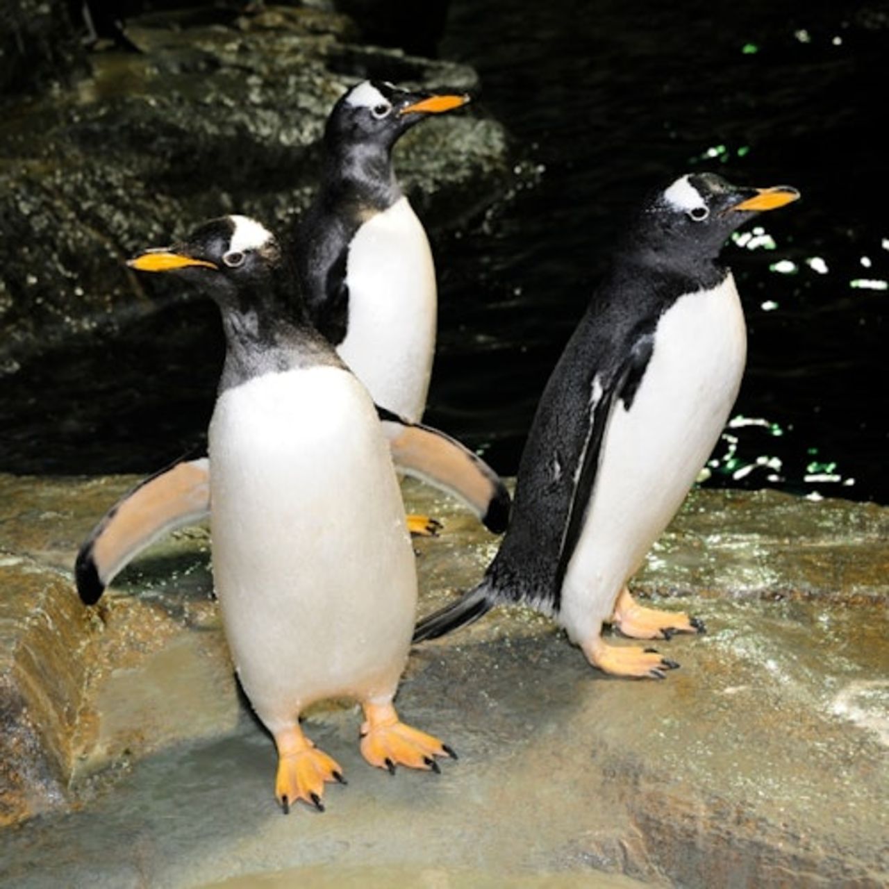 Zoo di Central Park: Biglietto d'ingresso — 3