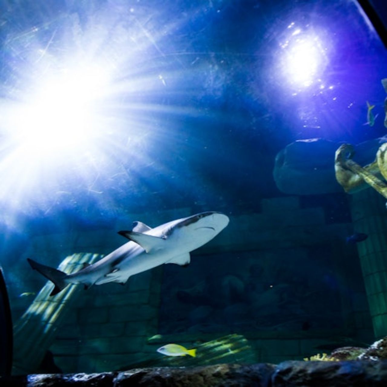 SEA LIFE Porto: Biglietto d'ingresso — 6