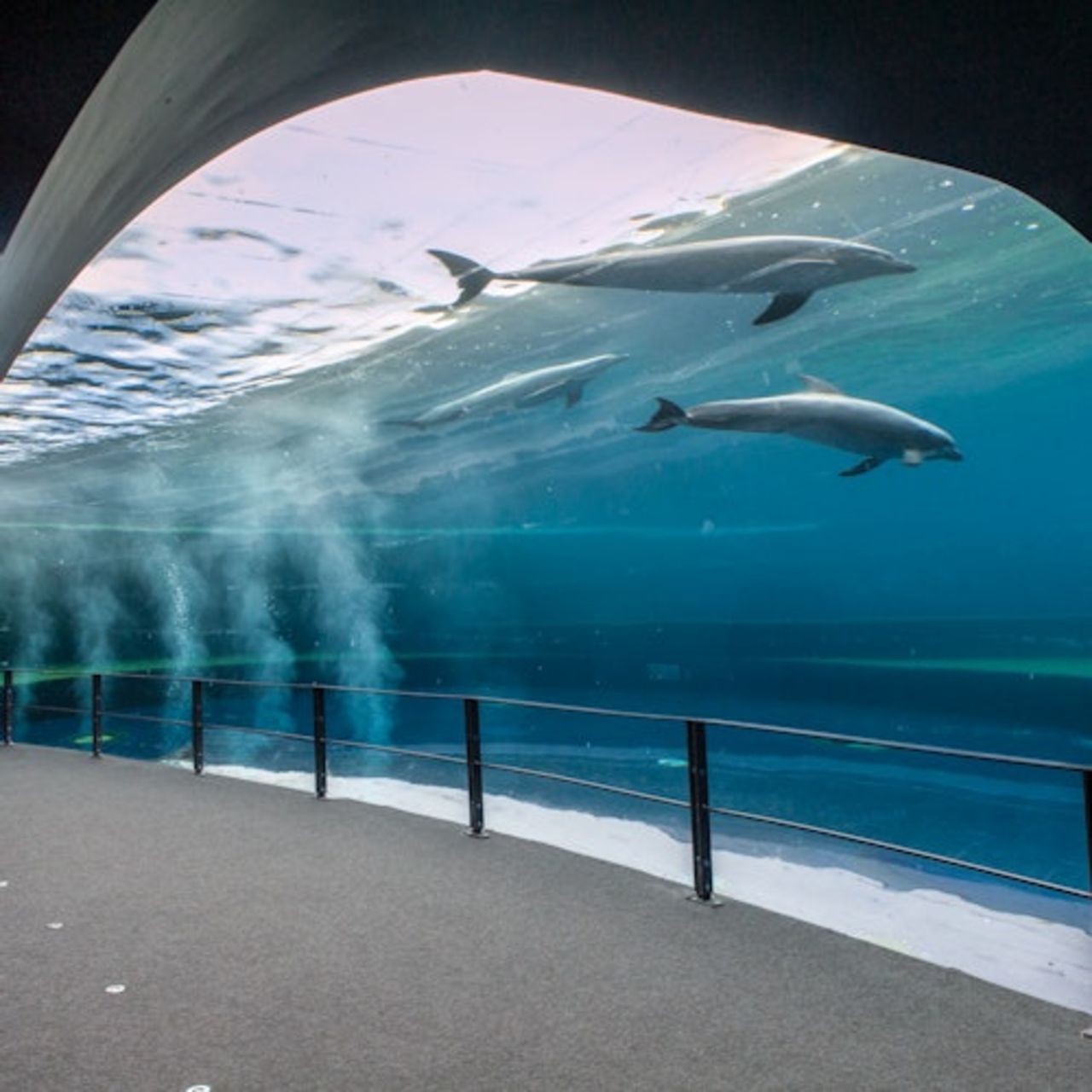 Acquario di Genova: Ingresso riservato — 2