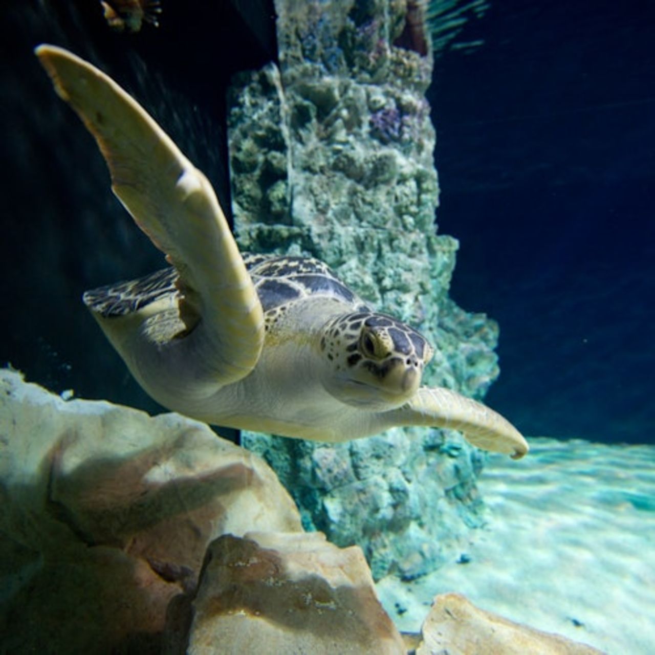Acquario di Livorno: Biglietto d'ingresso