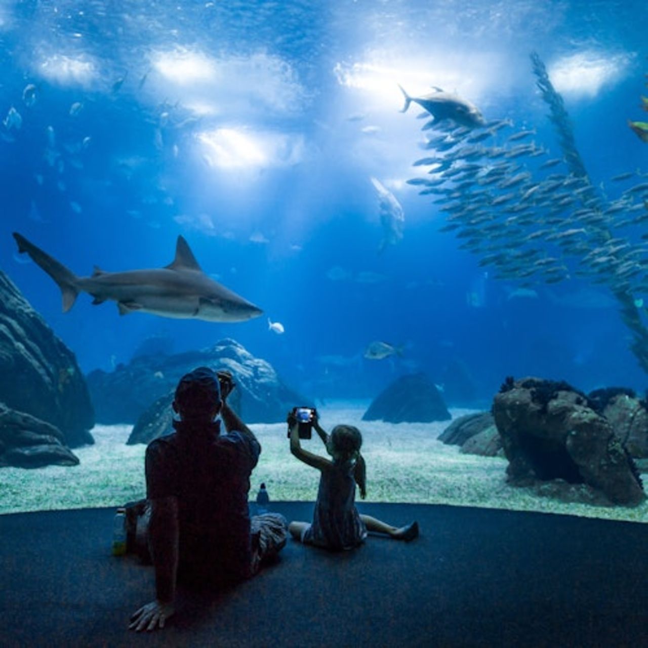 Oceanário di Lisbona: Biglietto d'ingresso