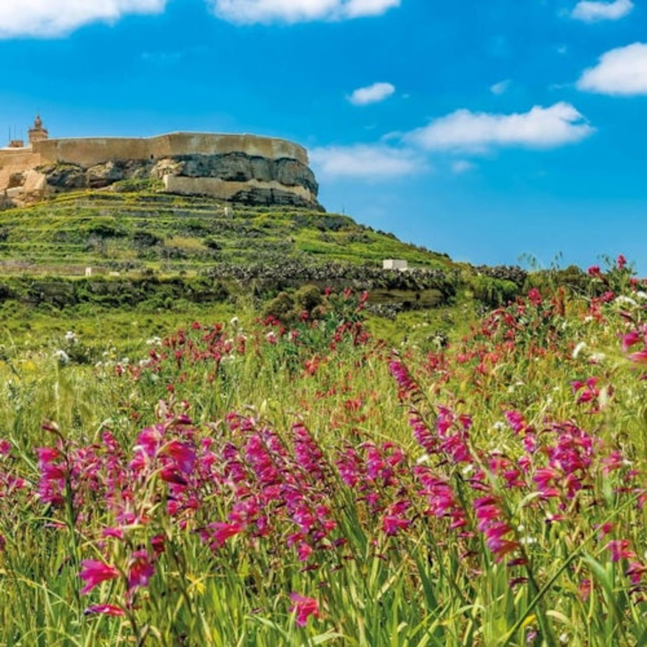 Safari in Jeep a Gozo — 4