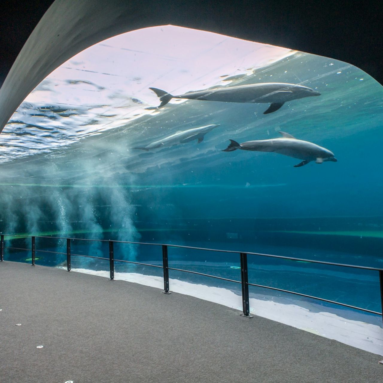 Acquario di Genova: Biglietto d'ingresso + Pranzo o Colazione — 2