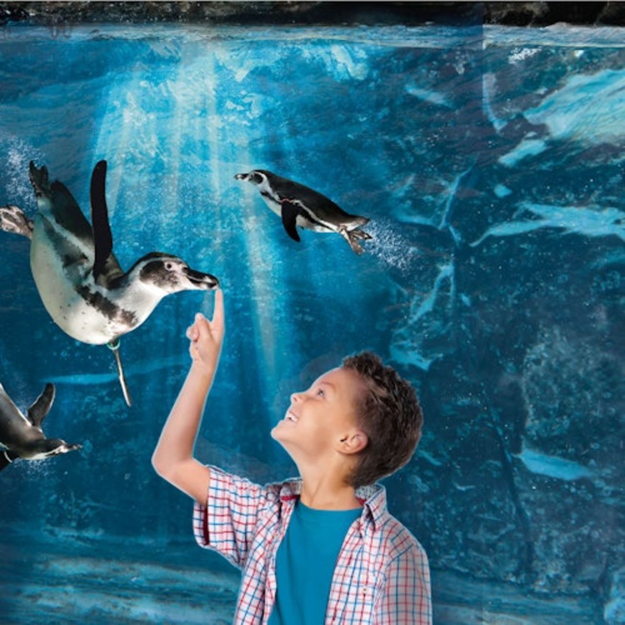 Acquario di Cattolica: Biglietto con accesso rapido