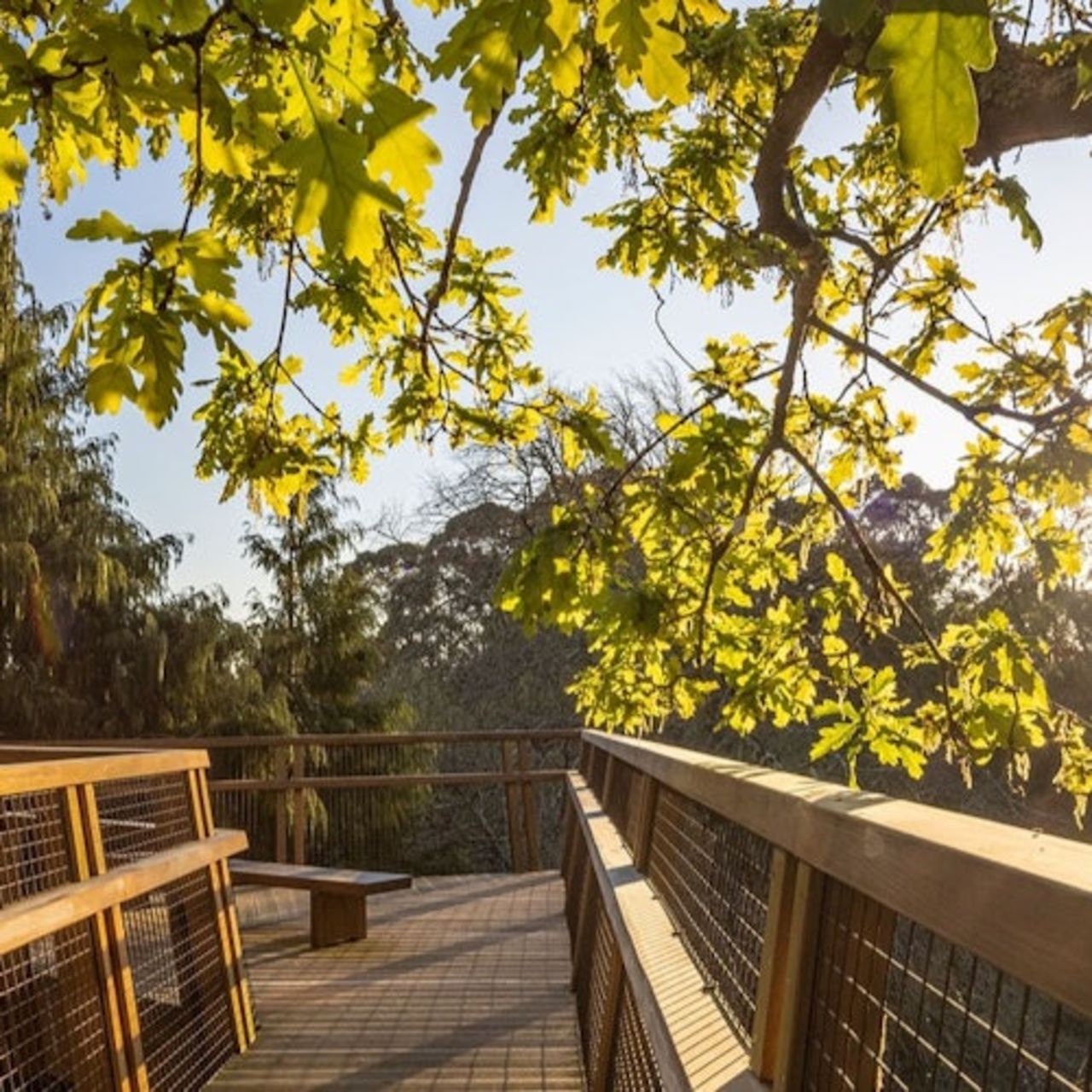 Parco Serralves: Biglietto d'ingresso e passeggiata sugli alberi — 3