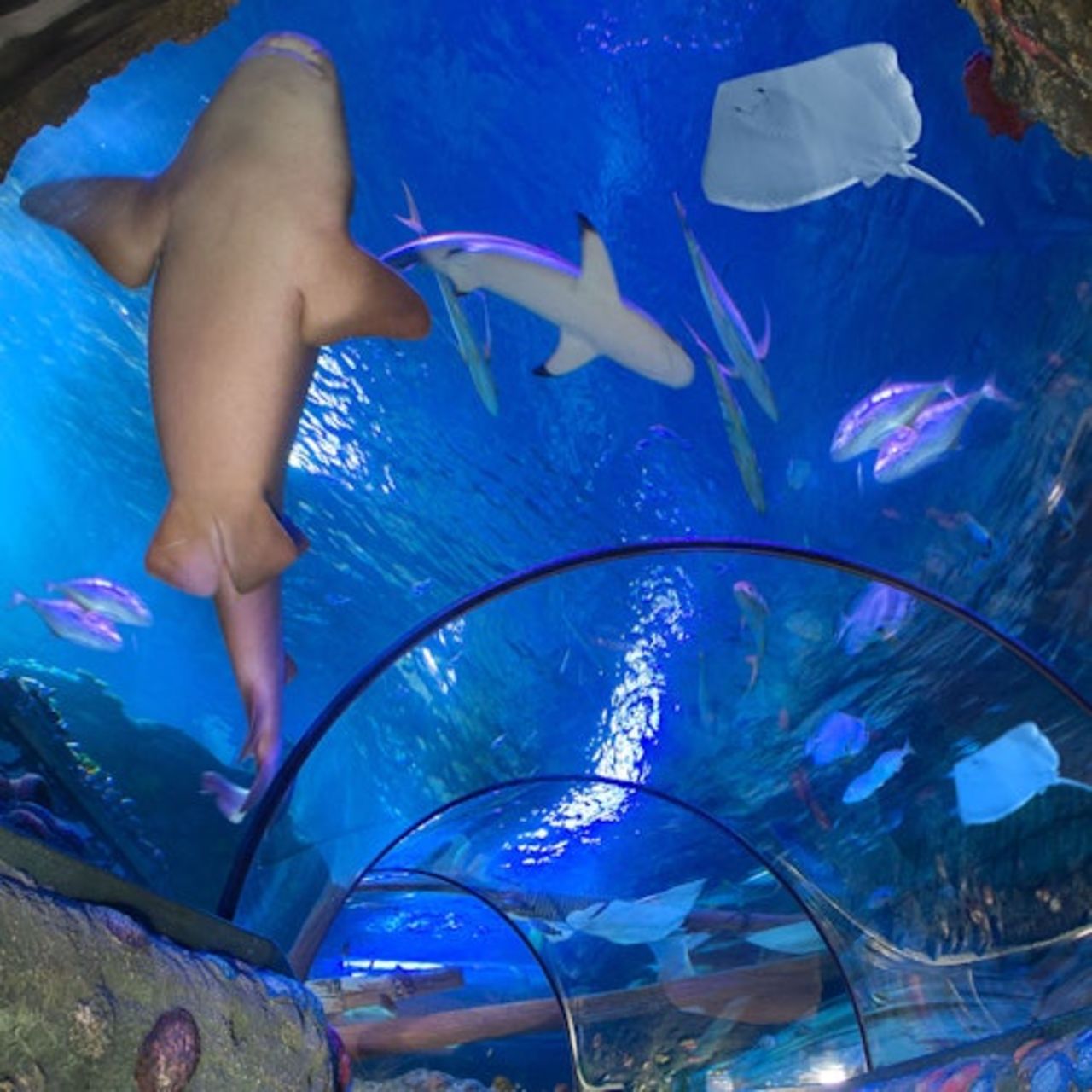 Gardaland SEA LIFE Aquarium: Biglietto d'ingresso — 5