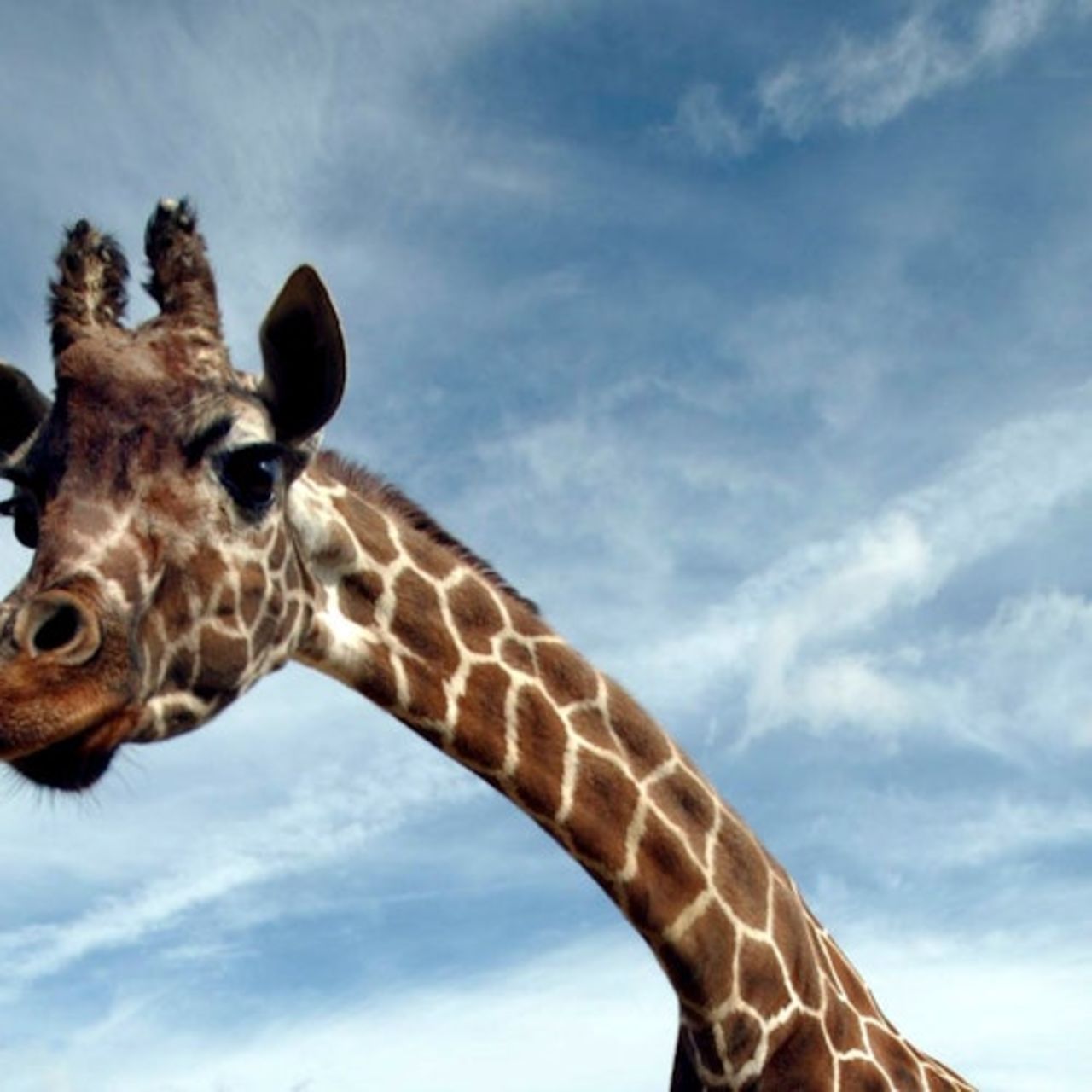 Zoo di Londra: Biglietto d'ingresso — 5