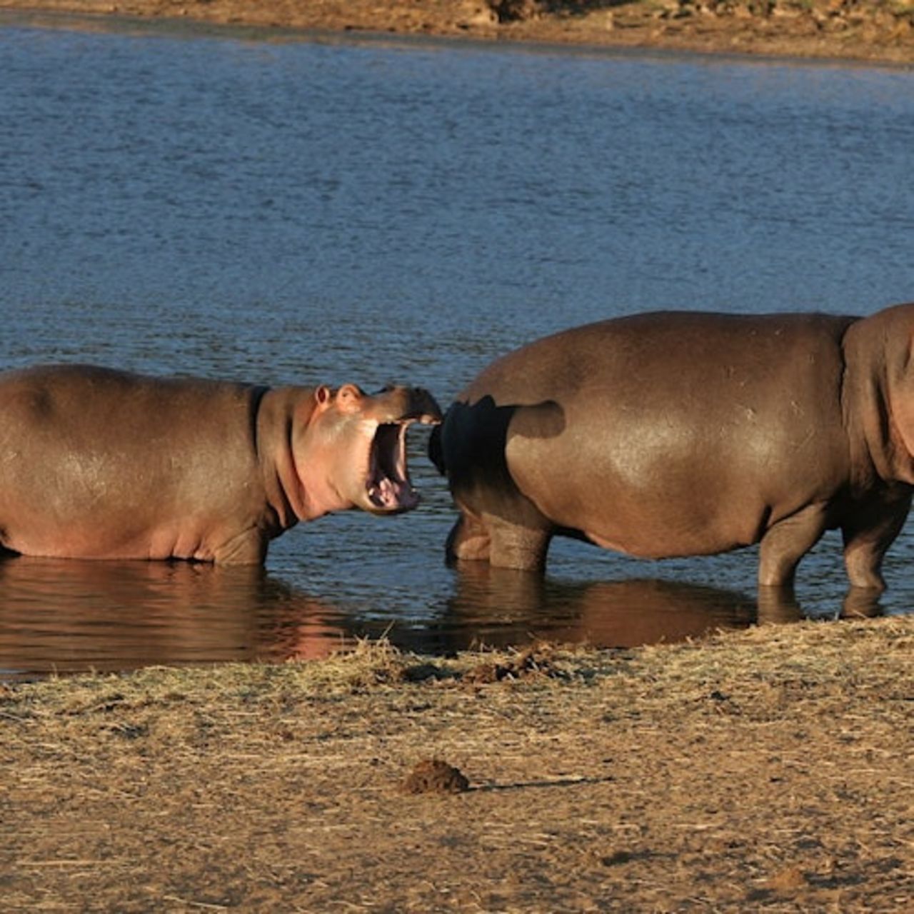 Aquila Private Game Reserve: Tour Safari per piccoli gruppi + Pranzo + Trasporto — 6