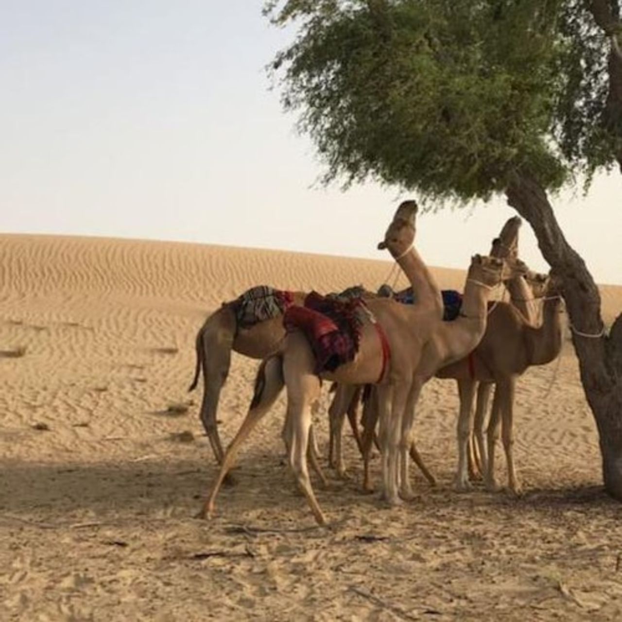 Safari nel deserto di Dubai: Sandboarding, Dune Bashing e Cena BBQ — 6