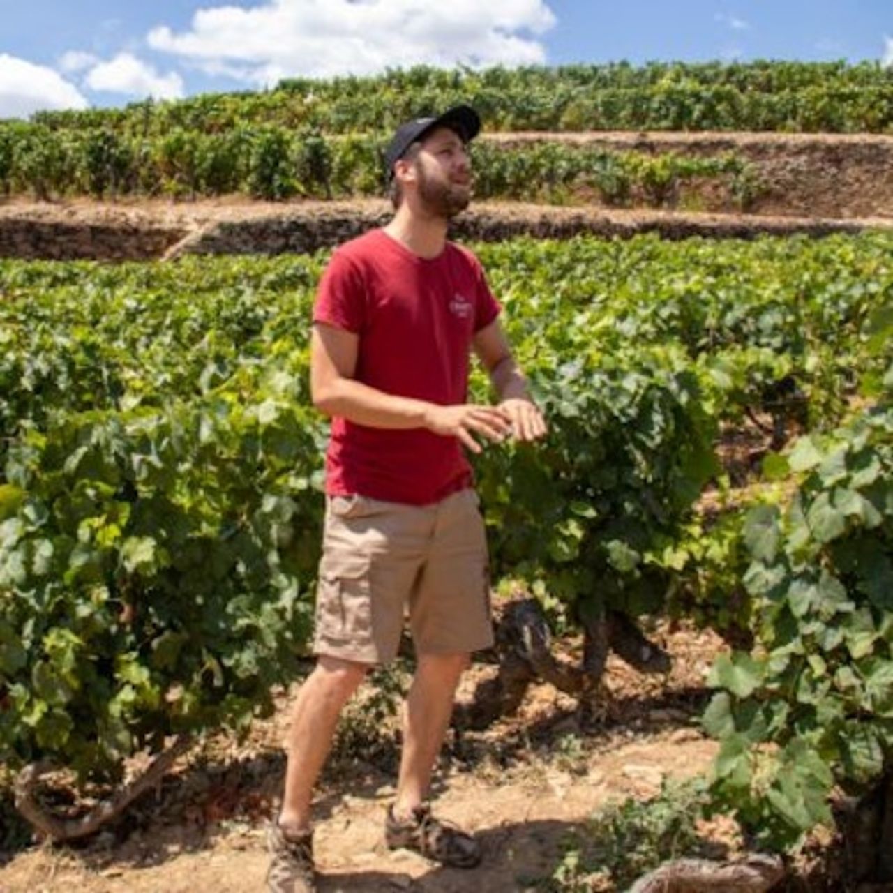 Valle del Douro: Gita di un giorno + degustazione di vino, formaggio e olio d'oliva da Porto — 5
